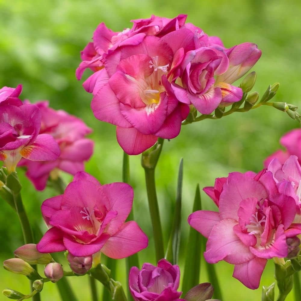 Freesia Pink Bulb