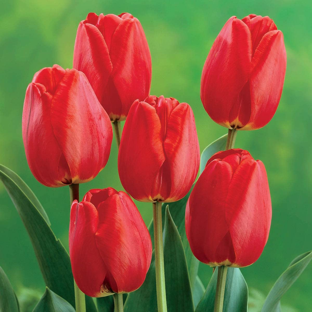 Red Tulip Bulbs