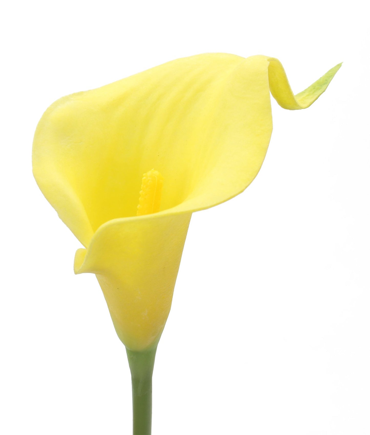 Calla Lily Creamy White Bulbs