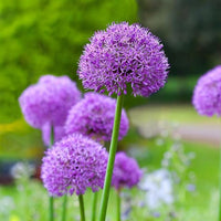 Allium giganteum Seeds