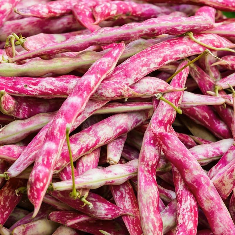 Borlotti Bean- Inferno