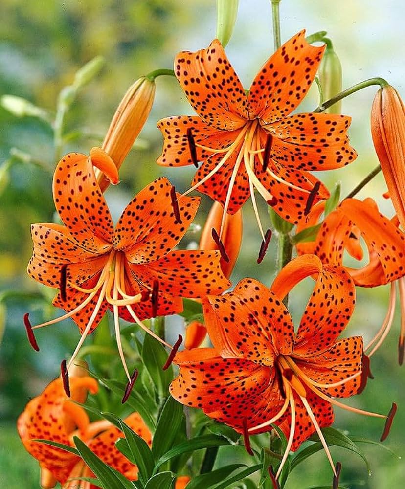 Lilium Lancifolium Tiger Lily Mix Color Bulb