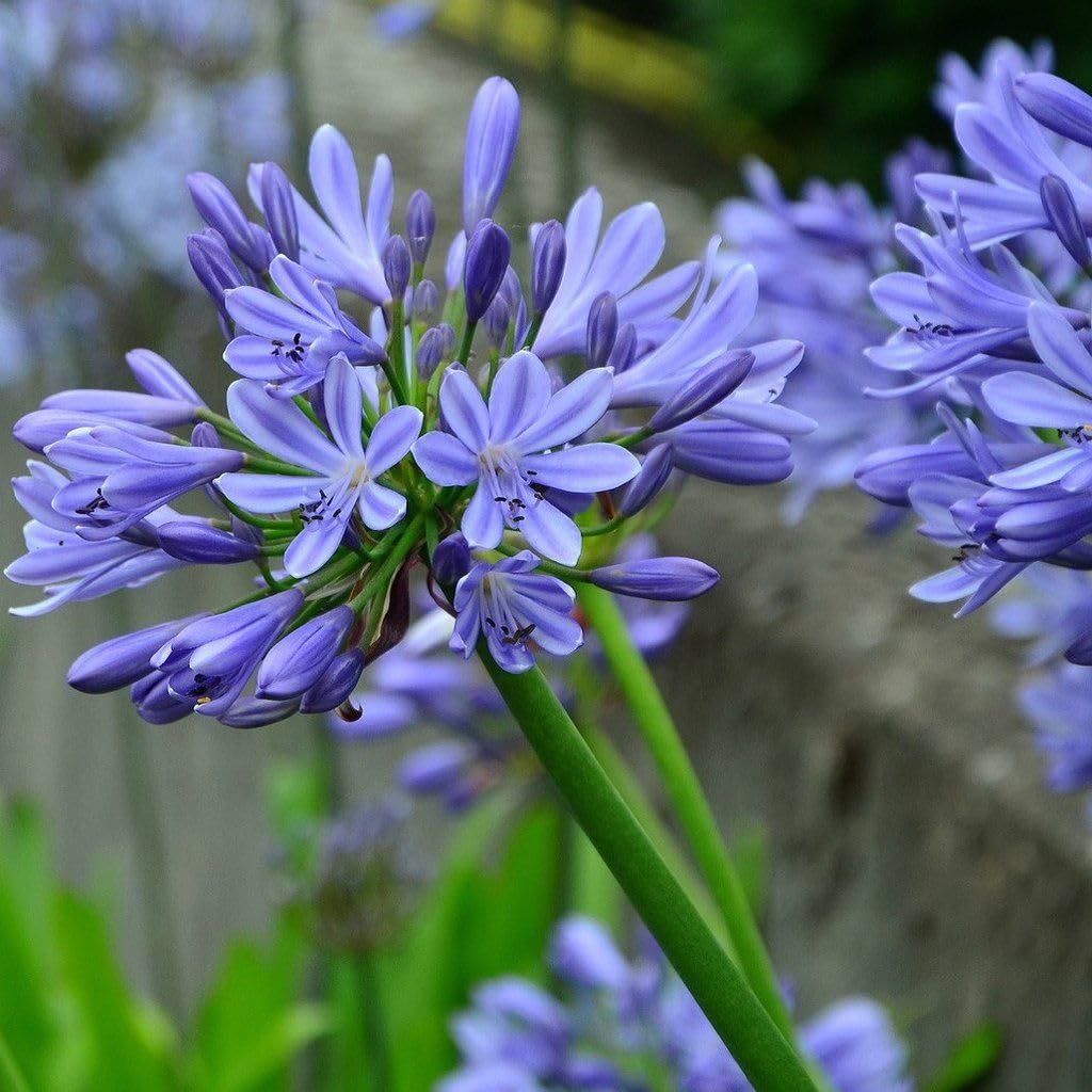 Agapanthus Seeds