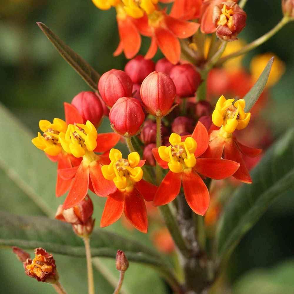 Apollo Orange – Asclepias Seed