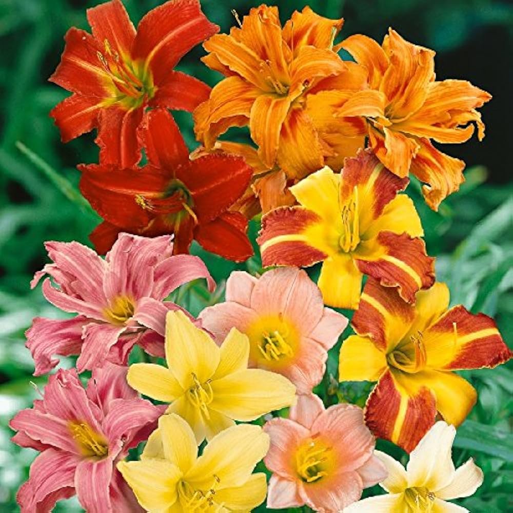 Hemerocallis Day Lily Hybrid Random Color Bulbs