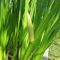 Aromatic Acorus Calamus Plant Seeds