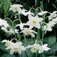 Amazon Lily Eucharis Lily Bulb