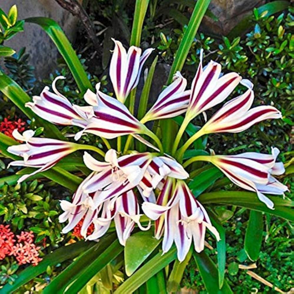 Crinum Lily Bulbs