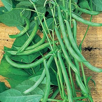 France Beans Selection Vegetable Seeds