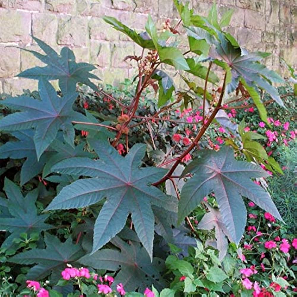 Ricinus Communis, Castor Oil Plant, Arandi - Seeds