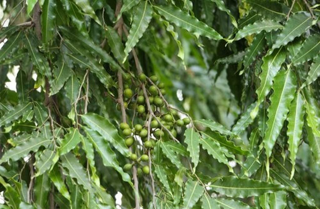 Beautiful Ashok Tree Seeds