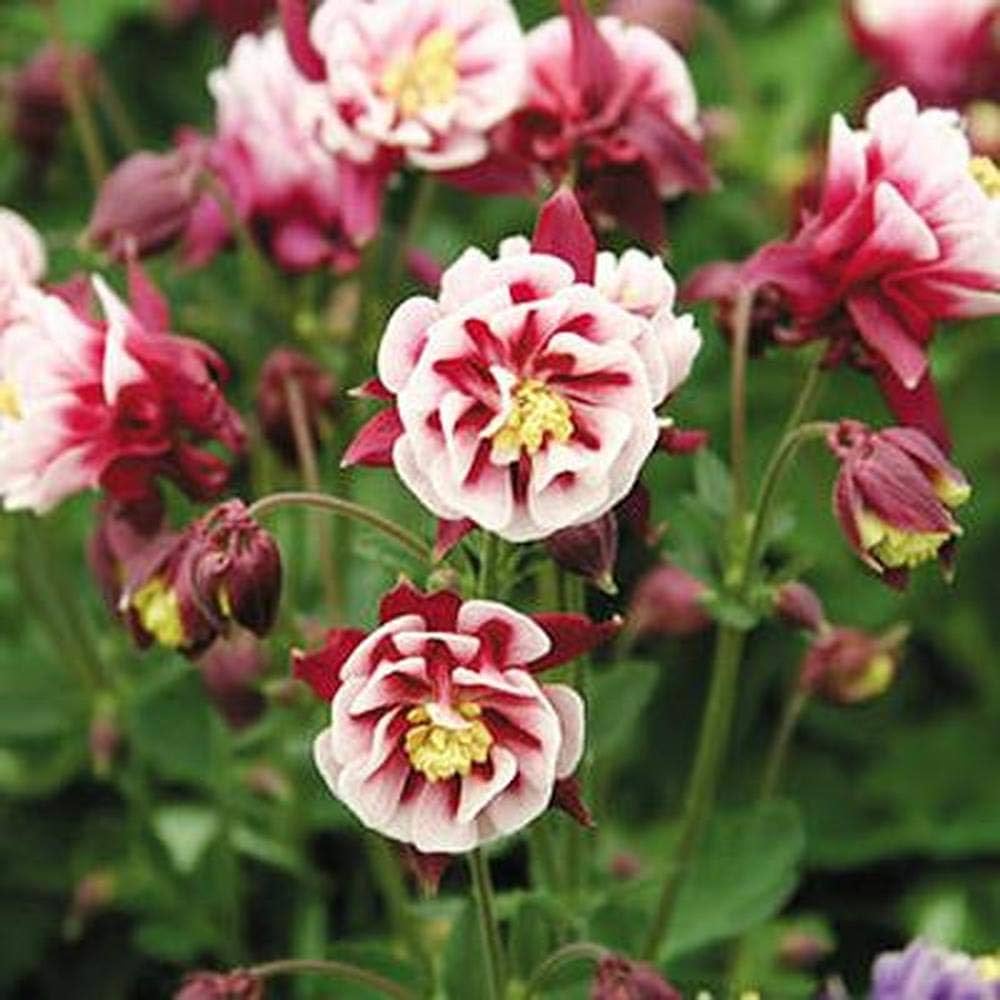 Aquilegia- Double Flowered Mix