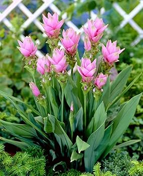 Curcuma Random Color Bulb