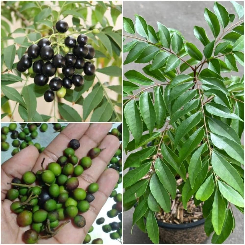 Curry Leaves, Kadi Patta - Seeds