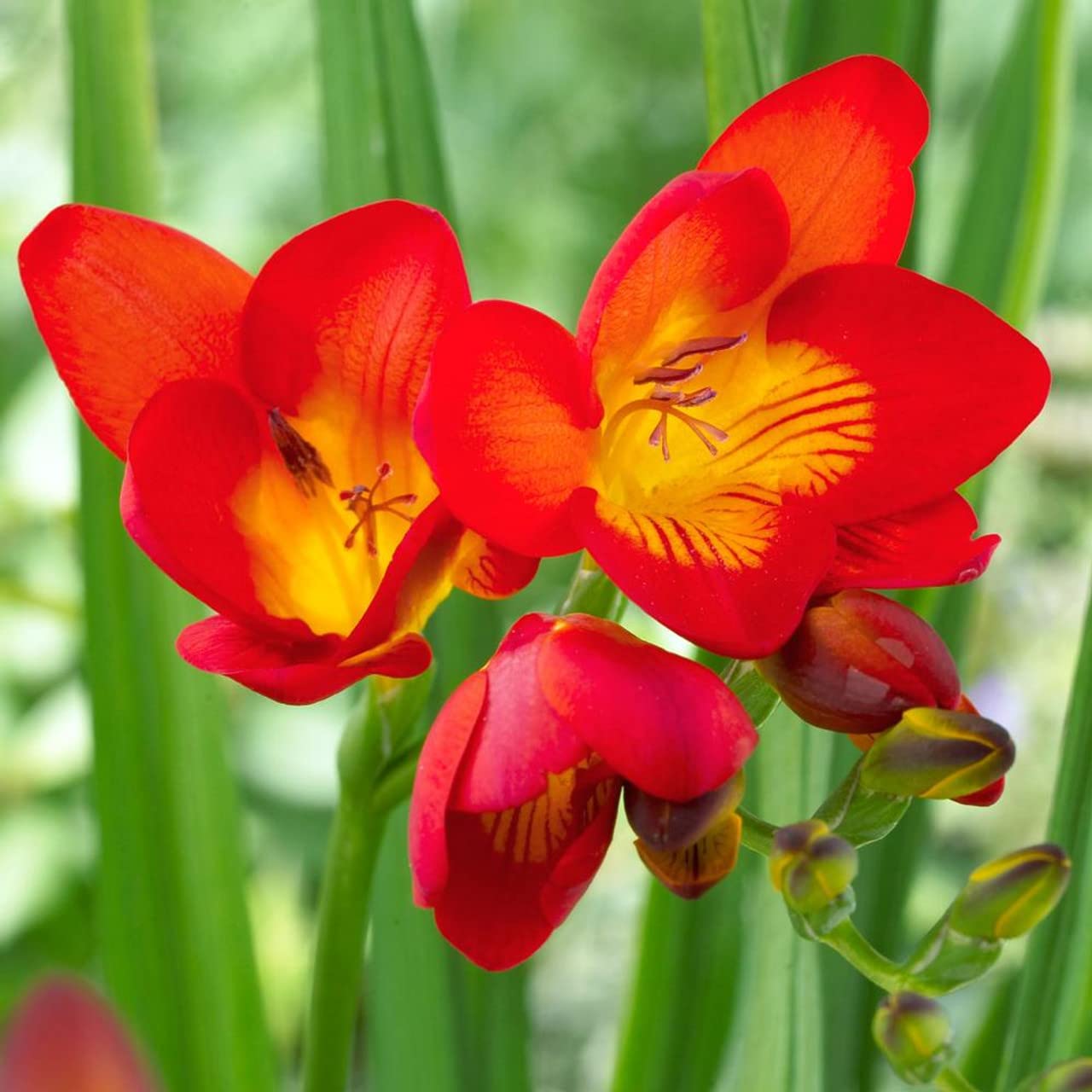 Freesia Red Bulb