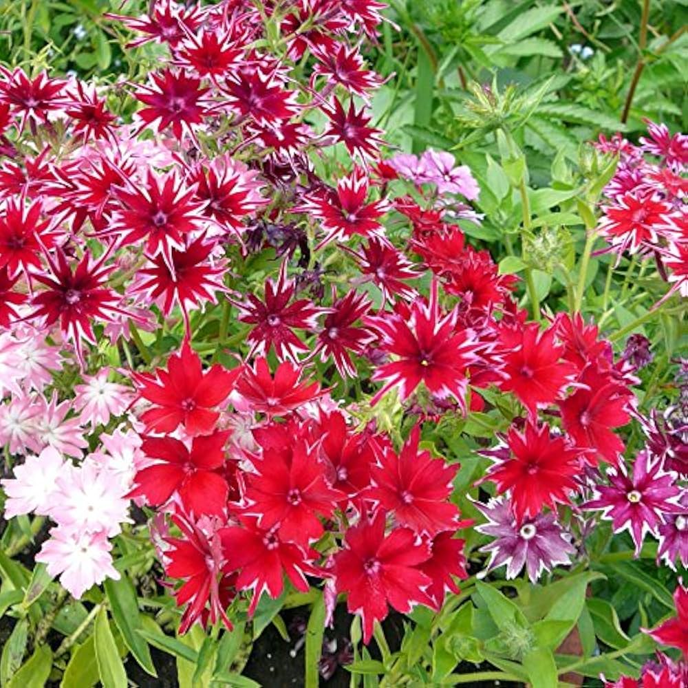 Phlox Twinkle Star Mixed Color Seeds