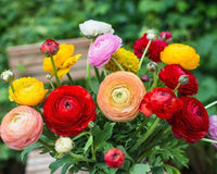 Ranunculus Random Color Bulbs