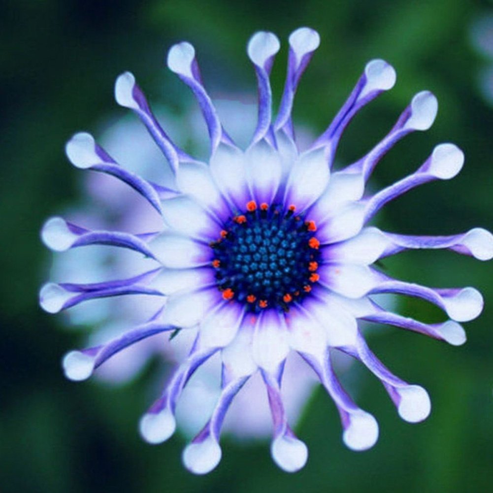 Blue-Eyed Daisy Seeds