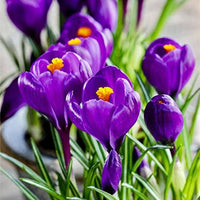 Crocus Flower Record Bulbs