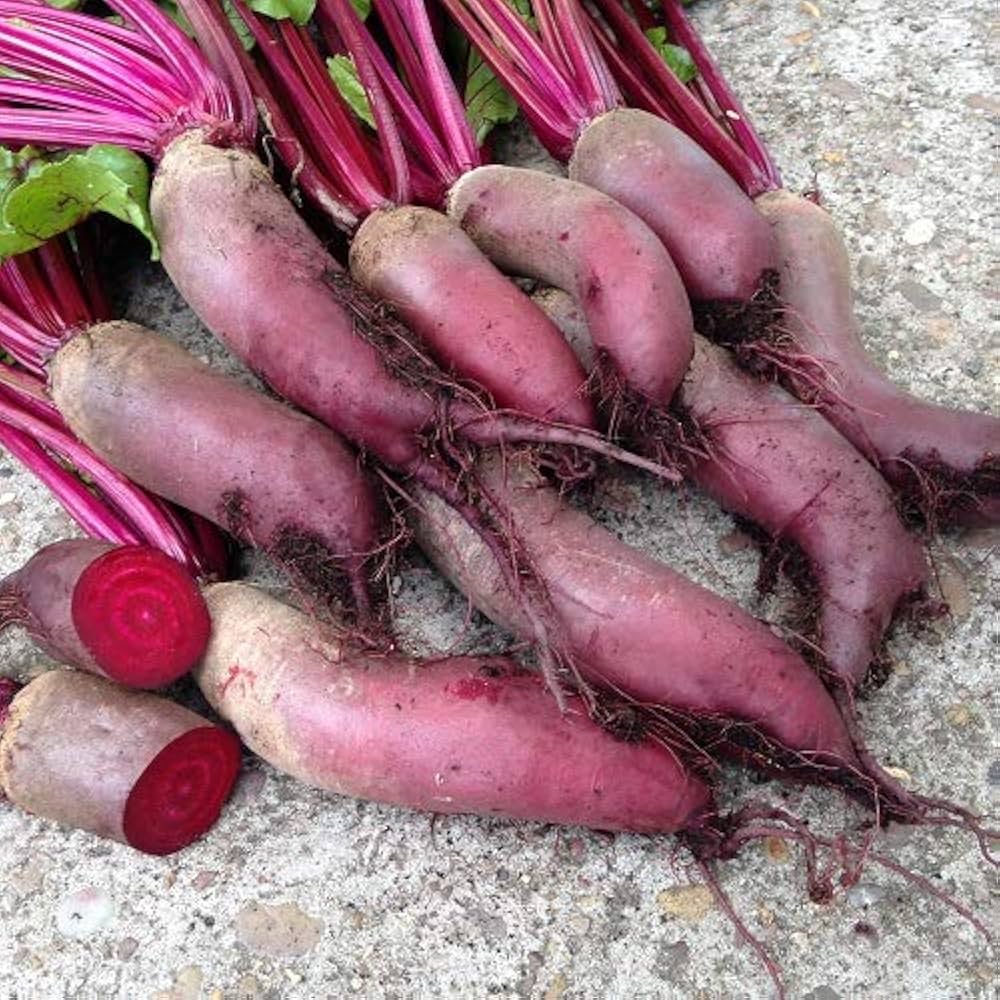 Beetroot- Cylindra