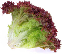 Lettuce- Lollo Rosso