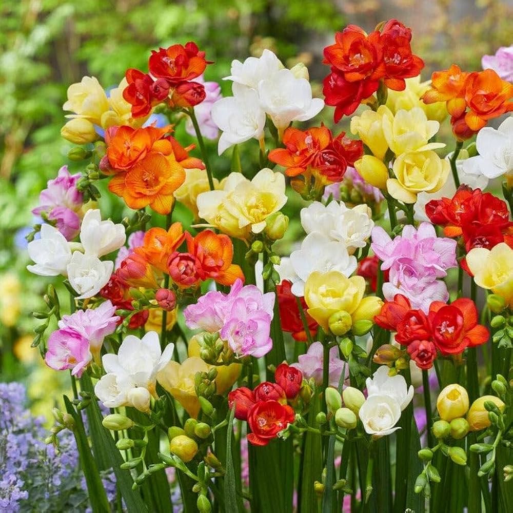 Freesia Mix Color Bulbs