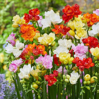 Freesia Mix Color Bulbs