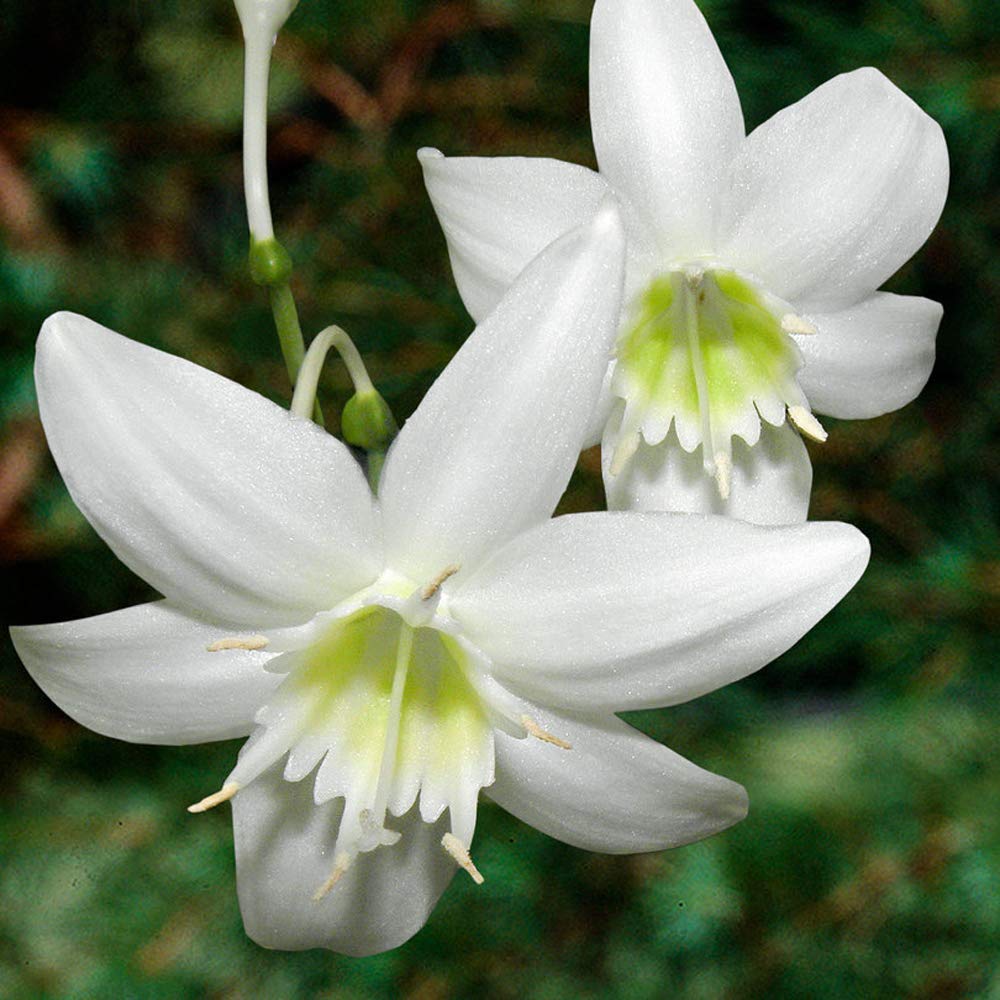 Amazon Lily Eucharis Lily Bulb