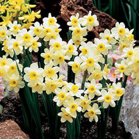 Daffodil Minnow White Bulbs