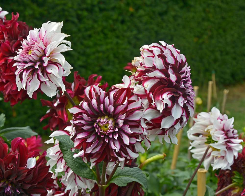 Tartan Dahlia