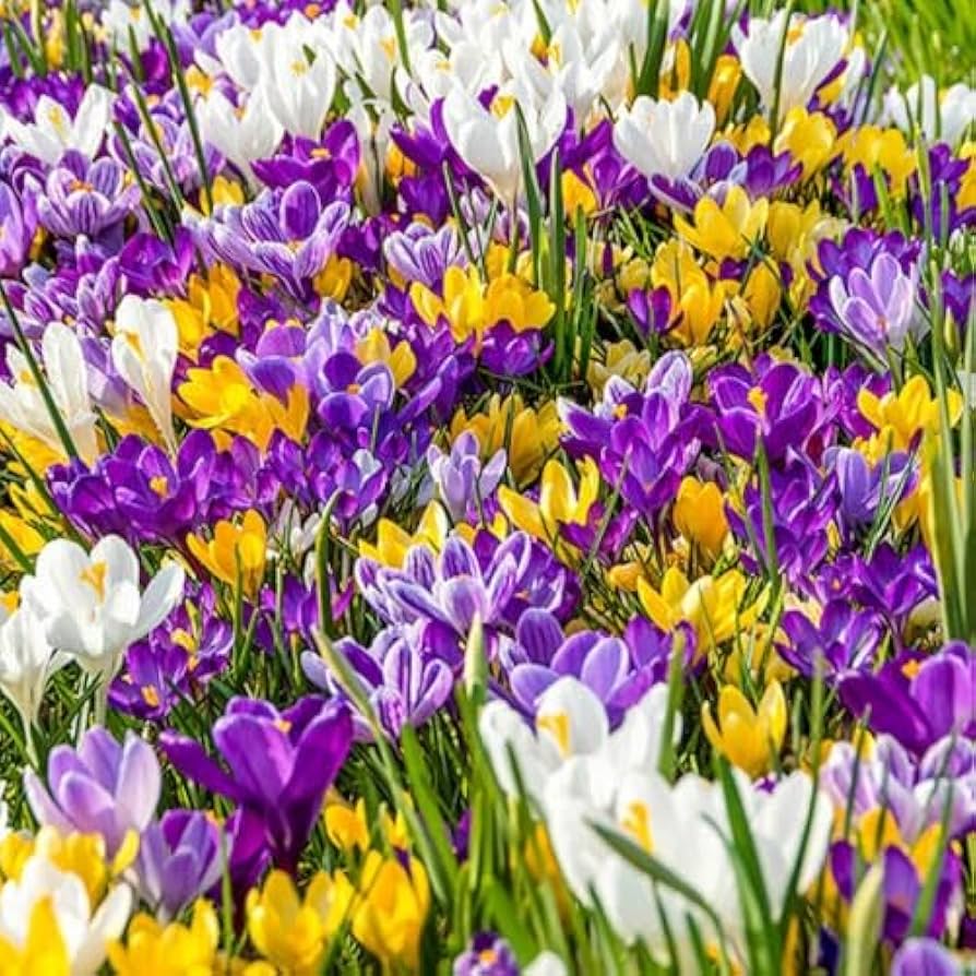 Three Cheers Snow Crocus Mixture Seeds