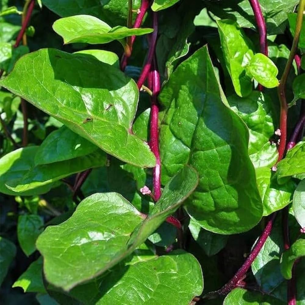 Malabar Spinach- Red