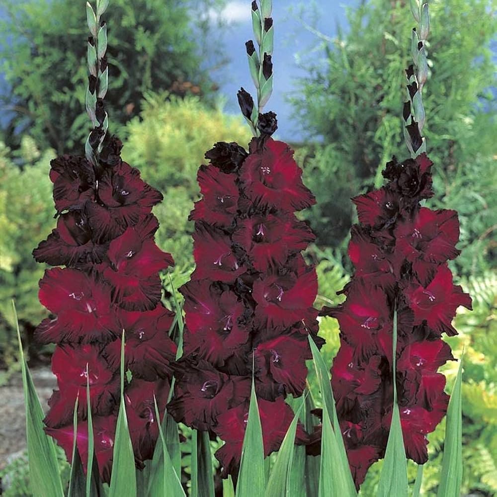 Black Beauty Red Black Bulb