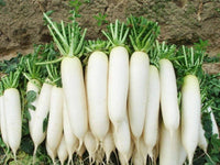 Radish Pusa Chetki Vegetable Seeds