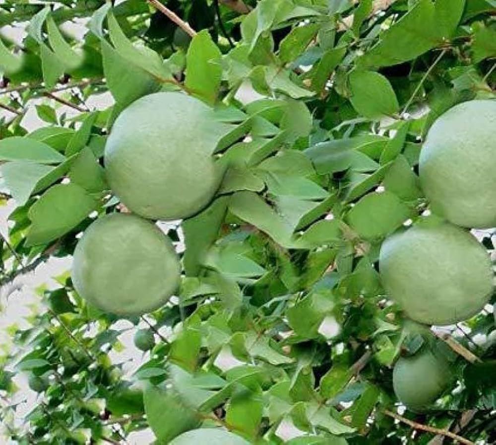 Aegle Marmelos, Bel Tree, Bilva Patra - Seeds