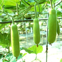 Bottle Gourd Vegetable Seeds