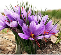 Crocus Sativus Kesar Saffron Bulb