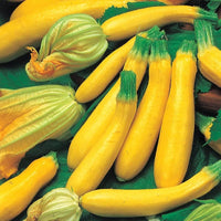 Zucchini Imported Round Yellow Vegetable Seeds