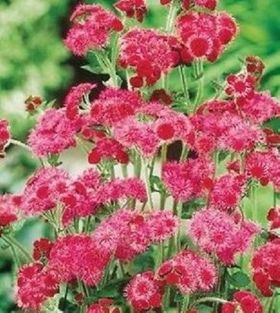 Ageratum- Red Flint