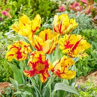 Tulip Flame Yellow Red Bulbs