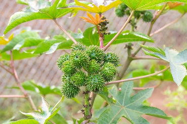 Ricinus Communis, Castor Oil Plant, Arandi - Seeds