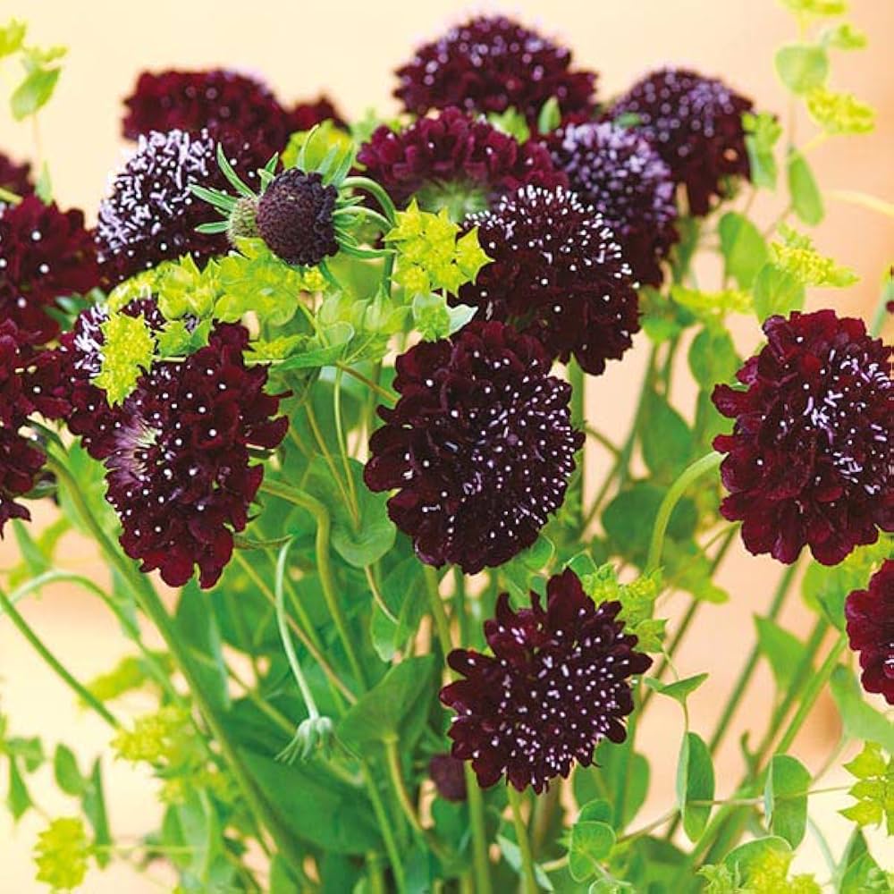 Black Knight – Scabiosa Seed