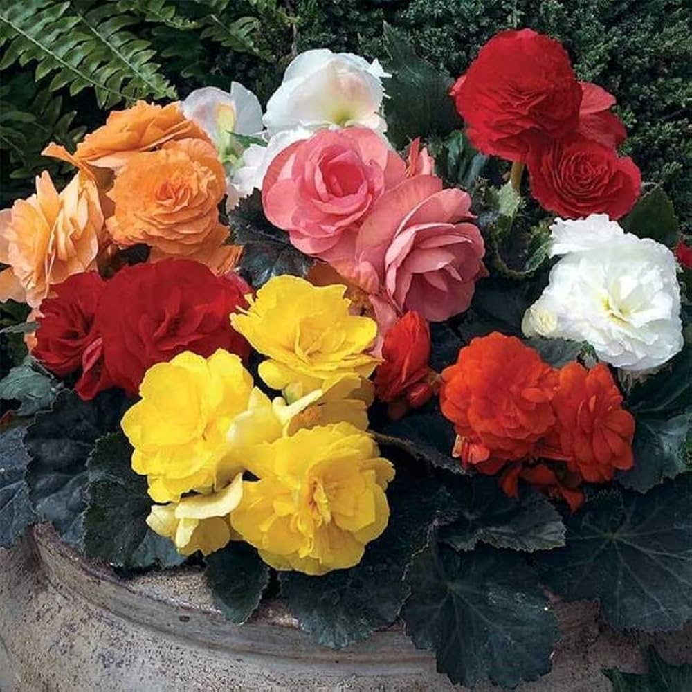 Begonia Mix Colors Bulb