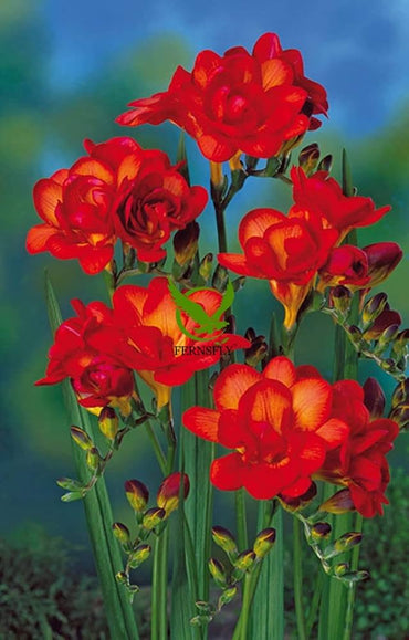 Freesia Double Bulbs