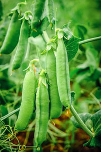 Peas Vegetable Seeds