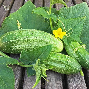 Cucumber- Boston Pickling