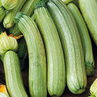 Zucchini- Genovese