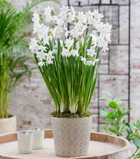 Daffodil Paperwhite Ziva White Bulb