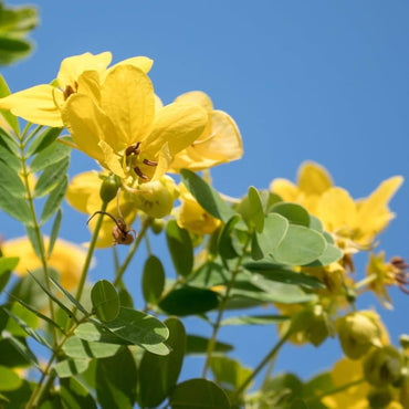 Cassia Siamea, Kased - Seeds