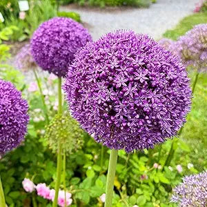 Allium giganteum Seeds